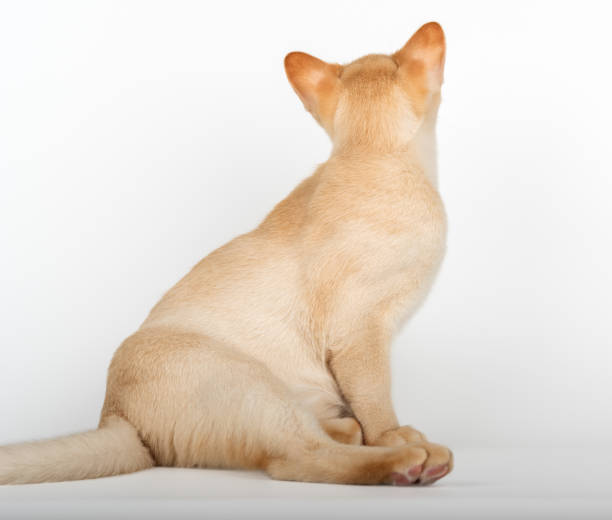 Burmese kitten looking at white background. Burmese kitten looking at white background. Back view. Studio shot of cute little Burmese cat. pics for cat staring at wall stock pictures, royalty-free photos & images