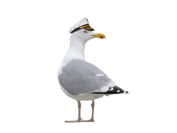 Seagull in a sea captain's cap isolated on a white background