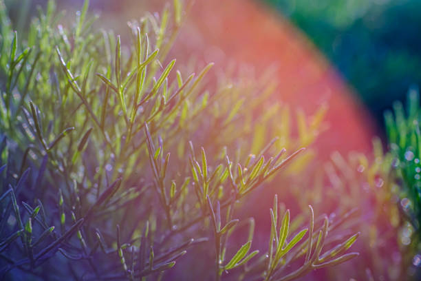 beautiful green plants in the morning