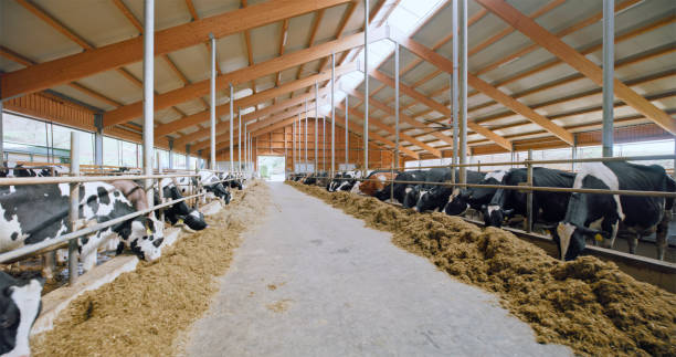 istock Cows Feeding Along Central Aisle in Modern Barn 2167712507