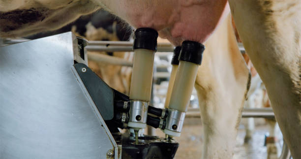 istock Close-Up of Automated Milking Machine 2167712556