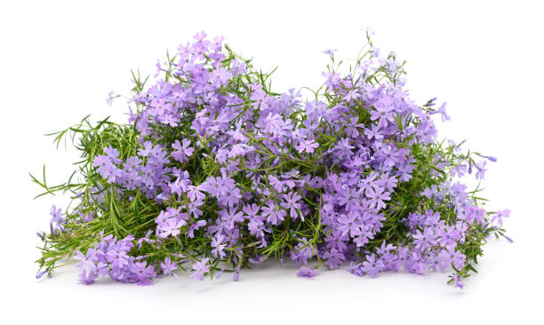 istock Bouquet of purple phloxes. 2167716902