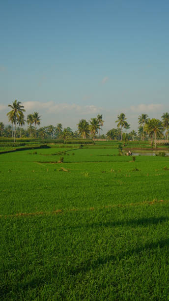 istock green rice and coconut trees 2167717953