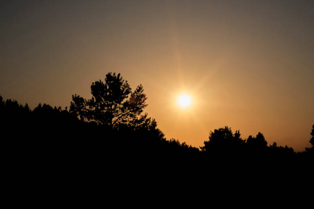 Yellow sunset against black silhouette pine forest