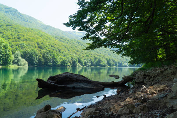 istock View of the lake, mountains and fallen tree 2167725179