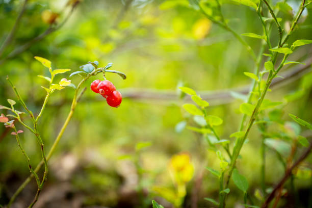 a close up of red lingonberries in forest