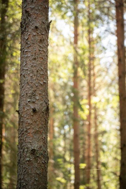 close up of tree trunk in forest