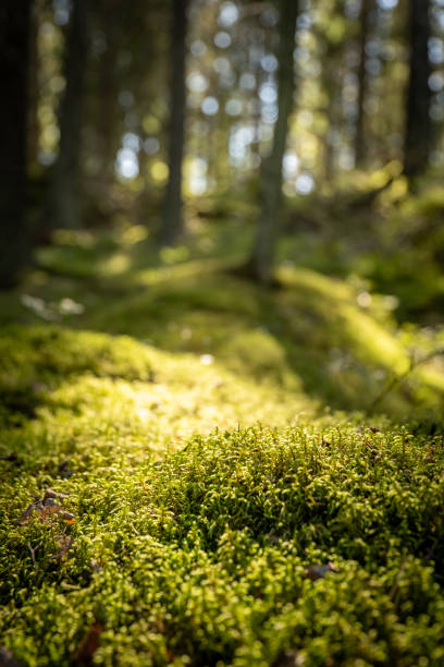 istock The lush, green forest covered in moss 2167726384