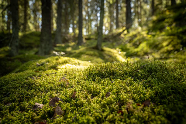 istock The lush, green forest covered in moss 2167726416