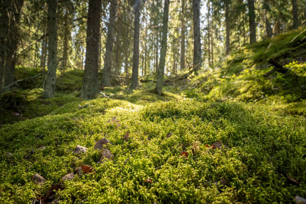 istock The lush, green forest covered in moss 2167726419