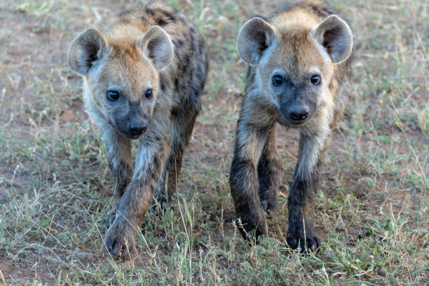istock Spotted Hyena puppy in Mashatu Game Reserve 2167733135