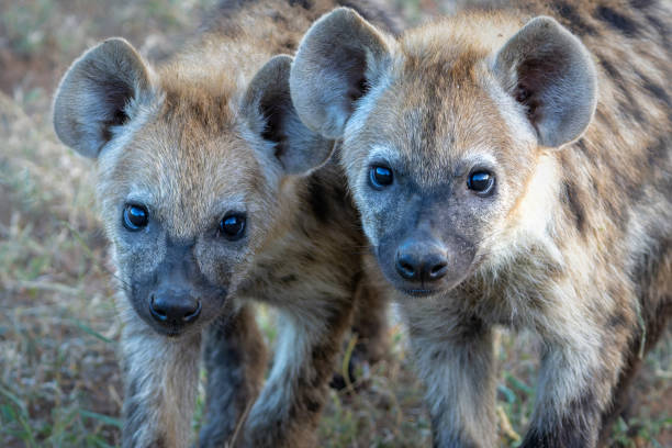 istock Spotted Hyena puppy in Mashatu Game Reserve 2167733146