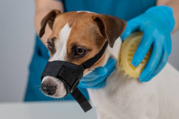 istock A groomer brushes a dog with a silicone brush. Jack Russell Terrier wearing a muzzle during a beauty procedure. 2167734948