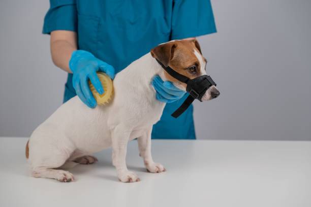 istock A groomer brushes a dog with a silicone brush. Jack Russell Terrier wearing a muzzle during a beauty procedure. 2167735307