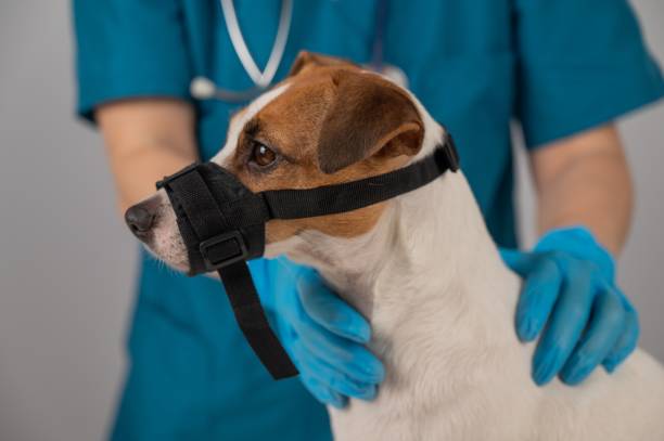 istock A veterinarian examines a Jack Russell Terrier dog wearing a cloth muzzle. 2167736792