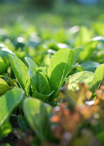 Lettuce leaves grow in the beds
