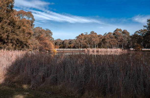 Located in Bruce, right next door to the University of Canberra, the Bruce Pink Lake shot to local fame in 2019. Due to a unique natural phenomenon, the lake is covered with azolla pinnata, an aquatic microfern native to Australia. This plant is normally green but changes to pink in low phosphorus water by anthocyanins – the same pigment that makes raspberries pink.