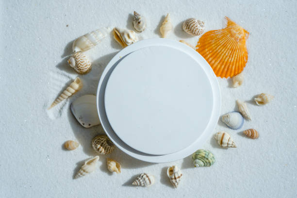 Scallop shell