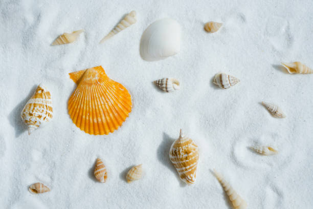 Seashells on the white beach sand with copy space