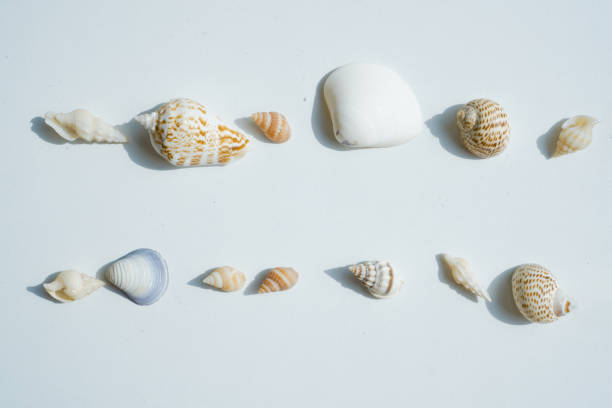istock Assorted seashells. Variety of sea shells arranged in rows on white background.Set of Sea Shell. 2167743303