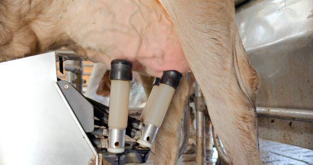 A cow stands ready for milking at an automated milking station, showcasing advanced technology in the dairy farming industry.