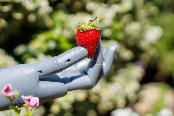 robot hand holding a ripe strawberry in a garden