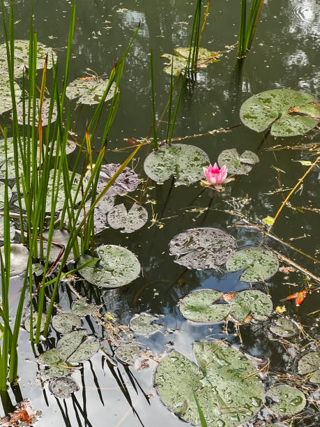 istock A pond in the forest with a visible pink water lily 2167744509