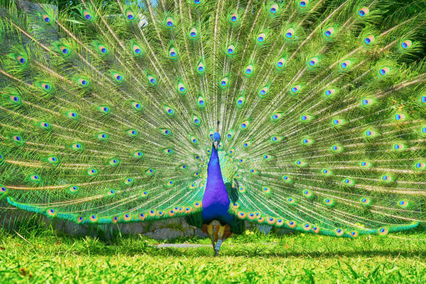 istock Portrait Peacock, live in a forest natural park colorful spread tail-feathers gesture elegance. 2167744937
