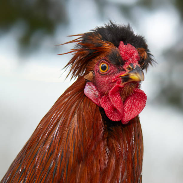 Rooster in the farm yard