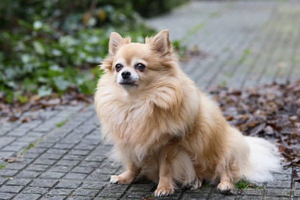 istock Cute long haired chihuahua 2167745119