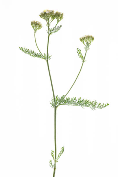 istock wild achillea plant with flowers on white background 2167745727