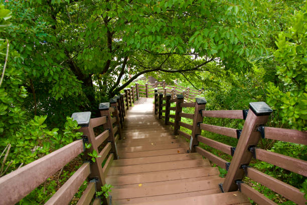 Sokcho City, South Korea - July 28th, 2024: Wooden stairs lead down from Yeonggeum Pavilion Observatory, winding through lush greenery and providing a peaceful pathway surrounded by nature.