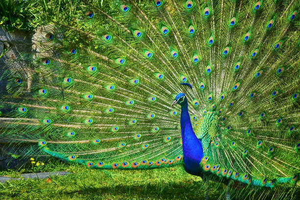 Portrait Peacock, live in a forest natural park colorful spread tail-feathers gesture elegance.