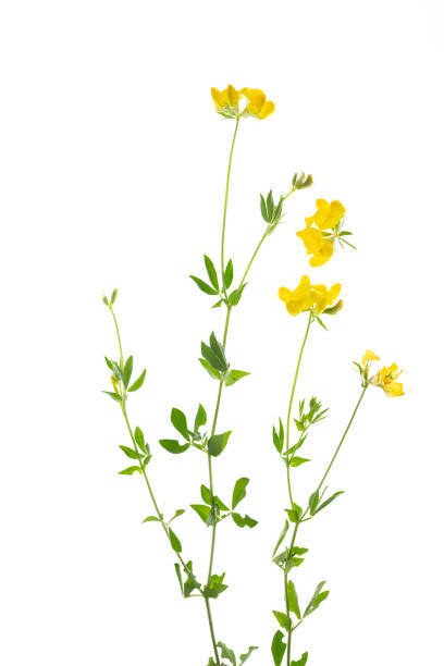 istock isolated wild plant with flower of genista on white 2167745815