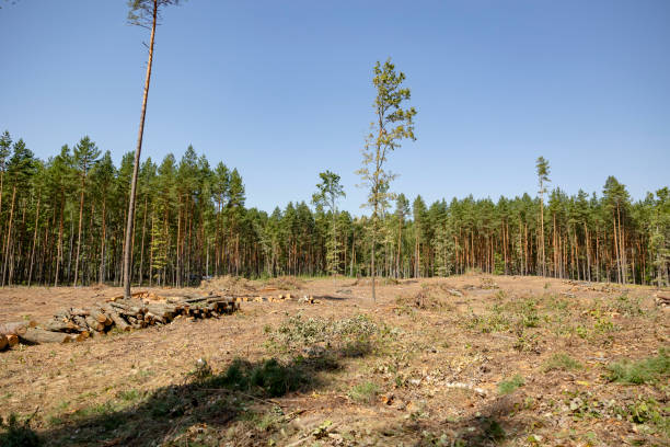 istock Felling trees in a forest under a sky. A vast clearing was created in a forest after cutting down trees 2167746409