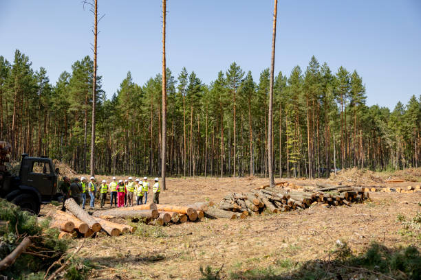 Felling trees in a forest under a sky. A vast clearing was created in a forest after cutting down trees