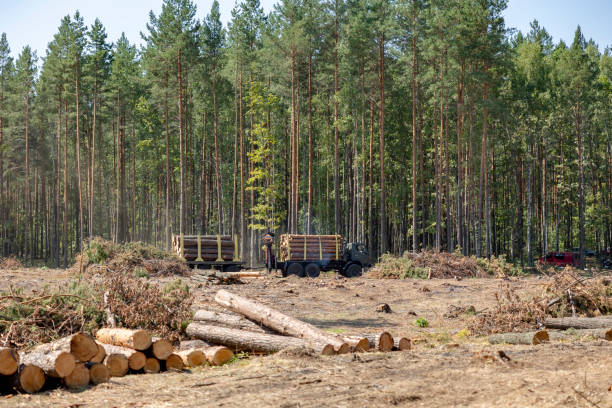 istock professional logging. Logs loaded onto trailers after felling 2167746420