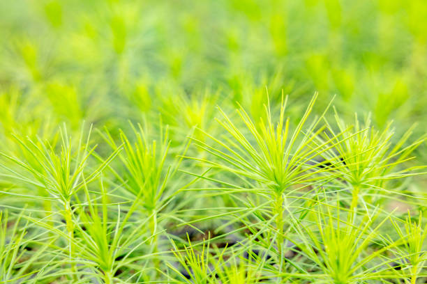 Close-up of a young pine tree with vivid green needles. The shallow depth of field highlights the branch against a soft, natural forest backdrop, evoking calm and freshness.