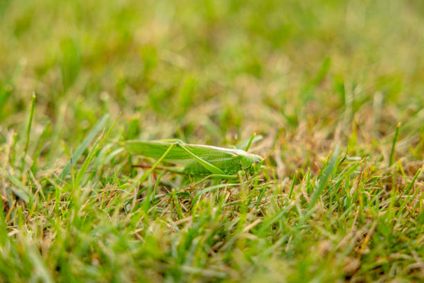 green grasshopper on the grass in the wild close up