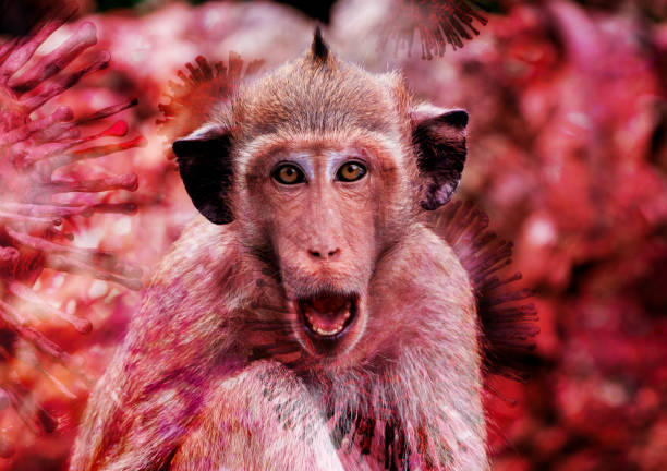 Mpox caused by monkeypox virus. Monkeypox outbreak. Viral transmission from animals to humans. Smallpox vaccine, and public health efforts in controlling spread of disease. Virus harbored in monkeys.