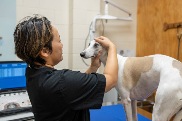 istock Veterinarian Examing Dog's Eye 2167747423