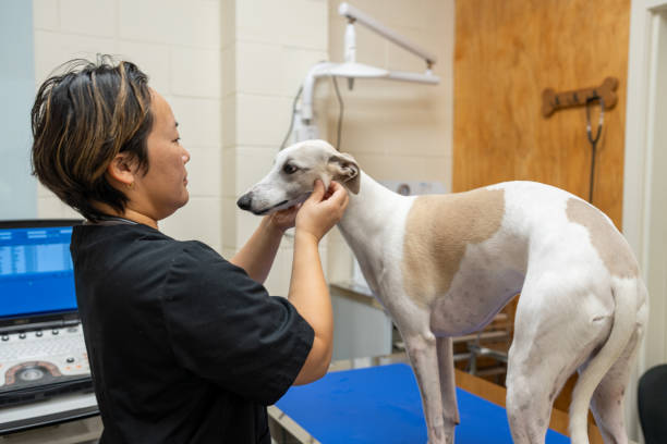 istock Female Vet Performs Illness Prevention Checks on Greyhound Dog 2167747441