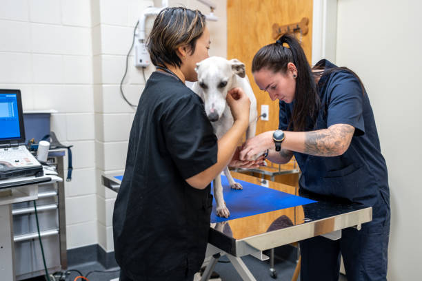 istock Veterinarary Assistant Helps Perform Medical Exam On Dog 2167747496