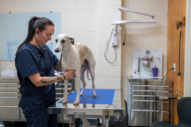 istock Pet Health Check in a Veterinary Clinic 2167747522