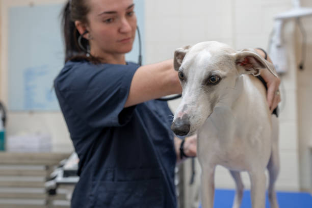 istock Pet Dog Medical Examination 2167747542