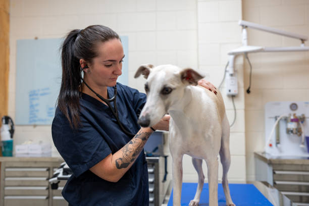 Vet Nurse Conducting a Health Check