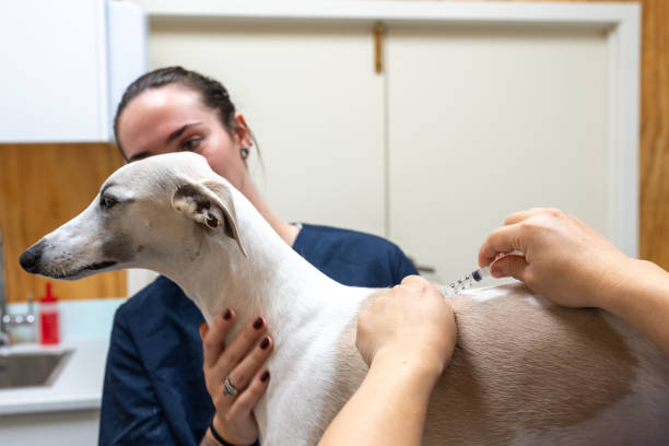 istock Pet Dog Receiving an Injection 2167747598