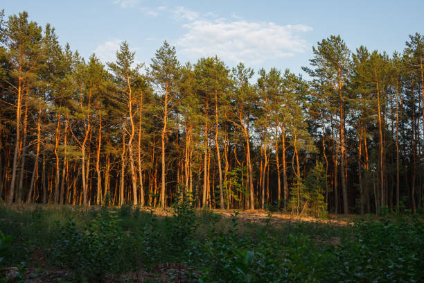Pine forest is illuminated by yellow evening sun light.