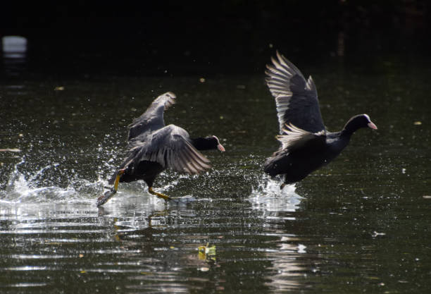 istock A pair of coots chase each other in a lake 2167749238