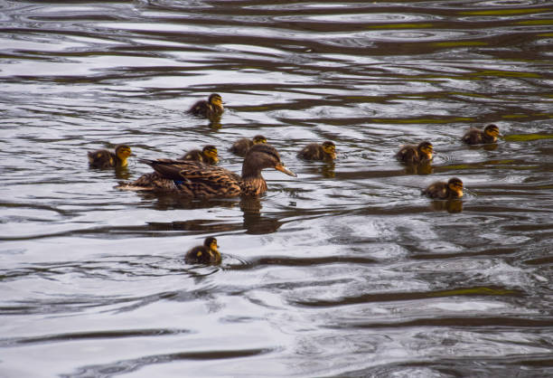 Duck with ducklings swimming in the lake in the park at sunset.